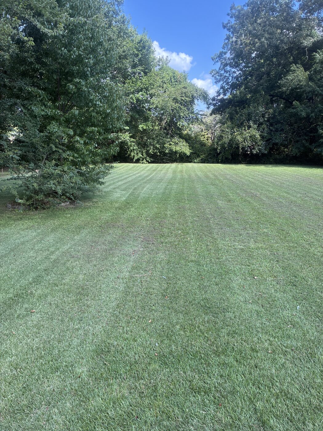 Freshly cut shaded lawn with visible mowing lines